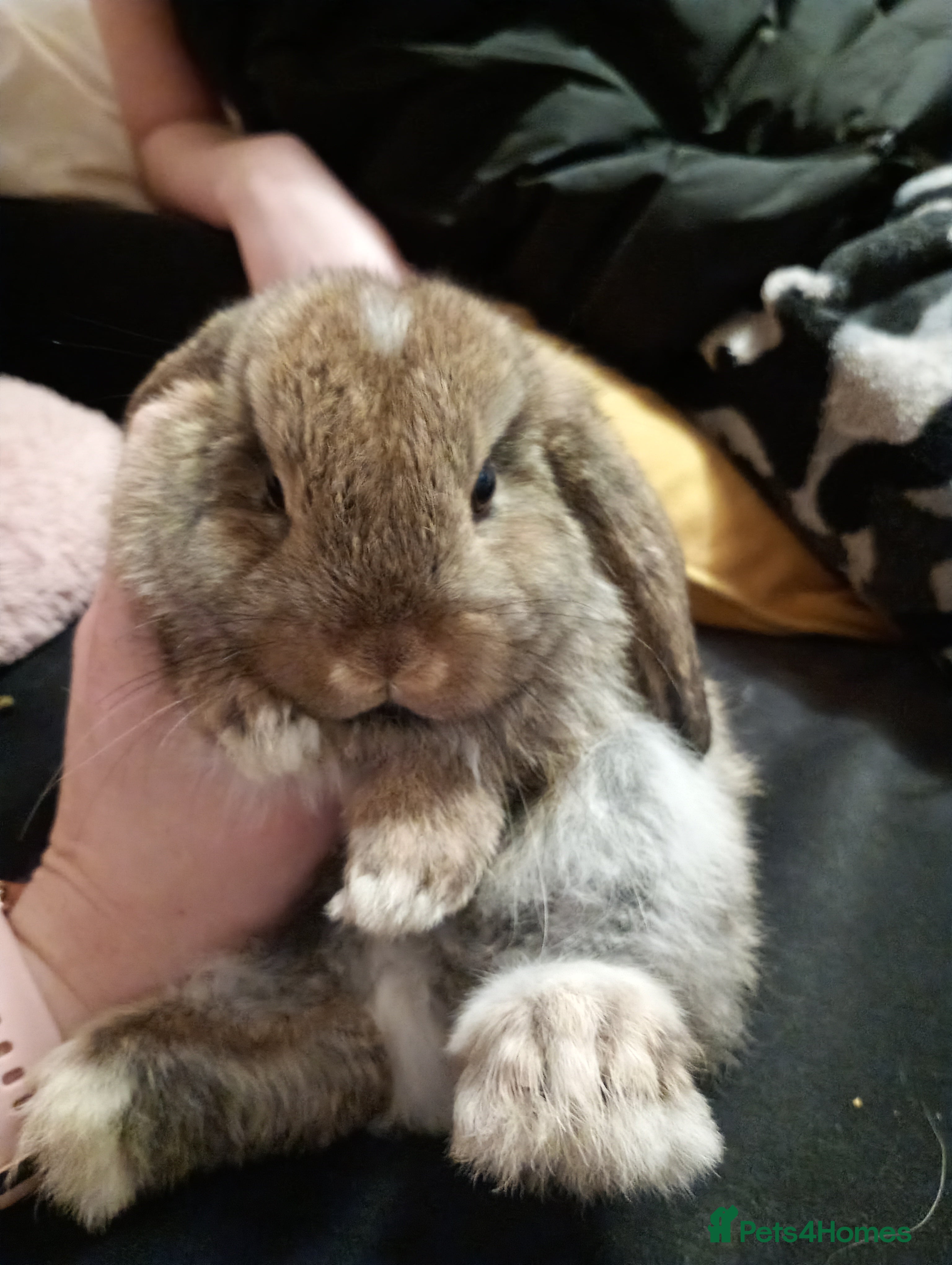 Mini Lop rabbits Beautiful Female mini lop - Advert 1