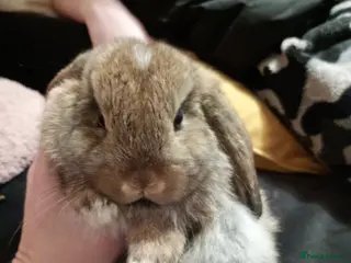 Mini Lop rabbits Beautiful Female mini lop - Advert 1