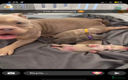 American Bully dogs for sale: REBULA X MC MERLIN POCKET BULLYS PUPS - Image 9