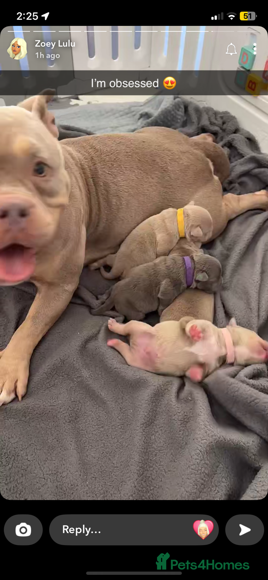American Bully dogs for sale: REBULA X MC MERLIN POCKET BULLYS PUPS - Image 9