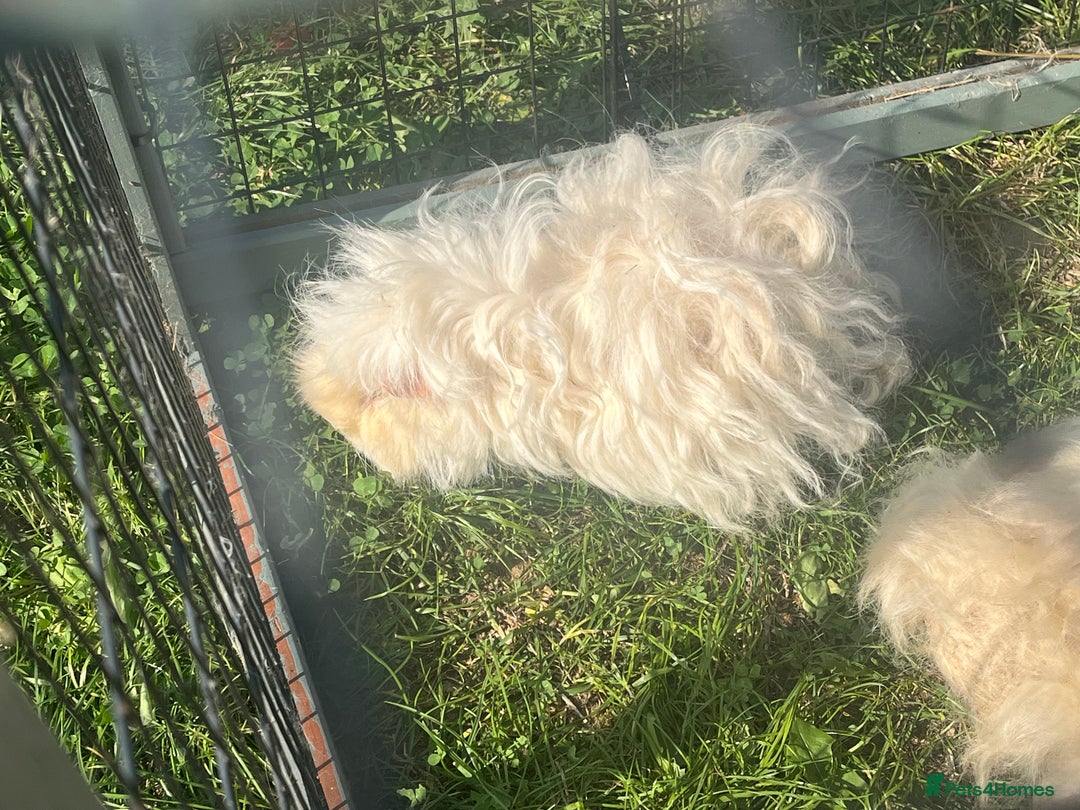 Guinea Pig rodents for sale: Guinea pigs looking for new homes  - Image 4