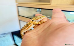 Bearded Dragon reptiles for sale: Last 3 baby dragons AVAILABLE NOW  - Image 17