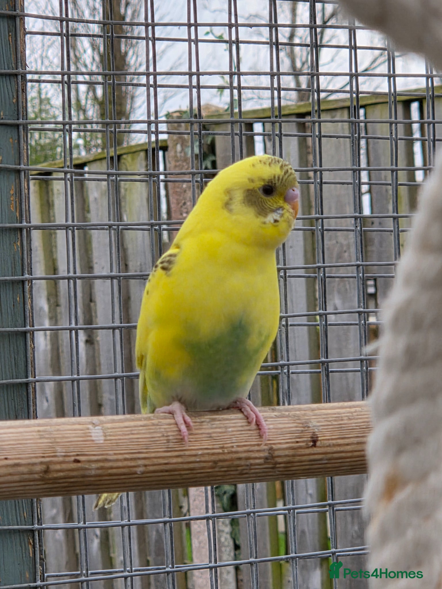 Budgerigars birds Stunning Young Budgies For Sale - Advert 5