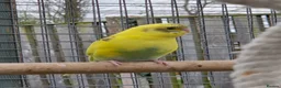 Budgerigars birds for sale: Stunning Young Budgies For Sale - Advert 2
