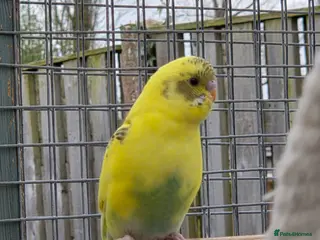 Budgerigars birds Stunning Young Budgies For Sale - Advert 5