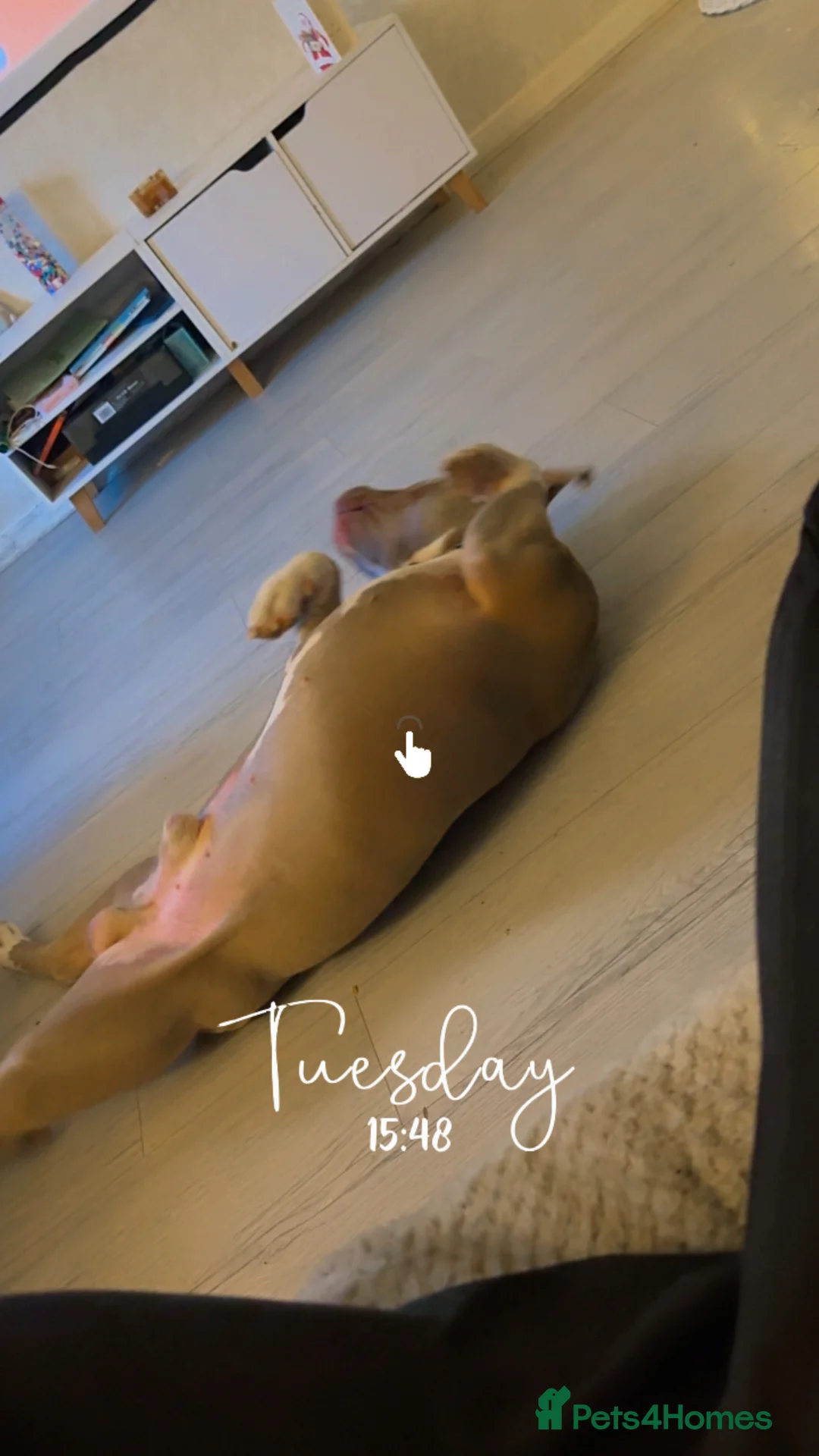 Mixed Breed dogs for sale: Max is a cross breed bully/staff  - Advert 2