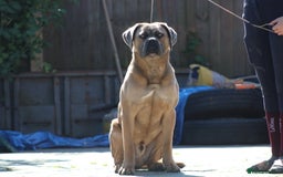 Cane Corso dogs for stud: 🧊 ANTIQUA FORTIS DA’VINCI OF PETRAANGELZ 🧊 - Image 9