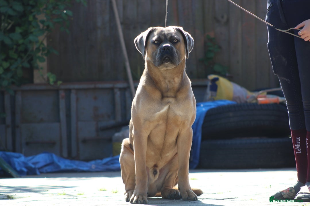 Cane Corso dogs for stud: 🧊 ANTIQUA FORTIS DA’VINCI OF PETRAANGELZ 🧊 - Image 9