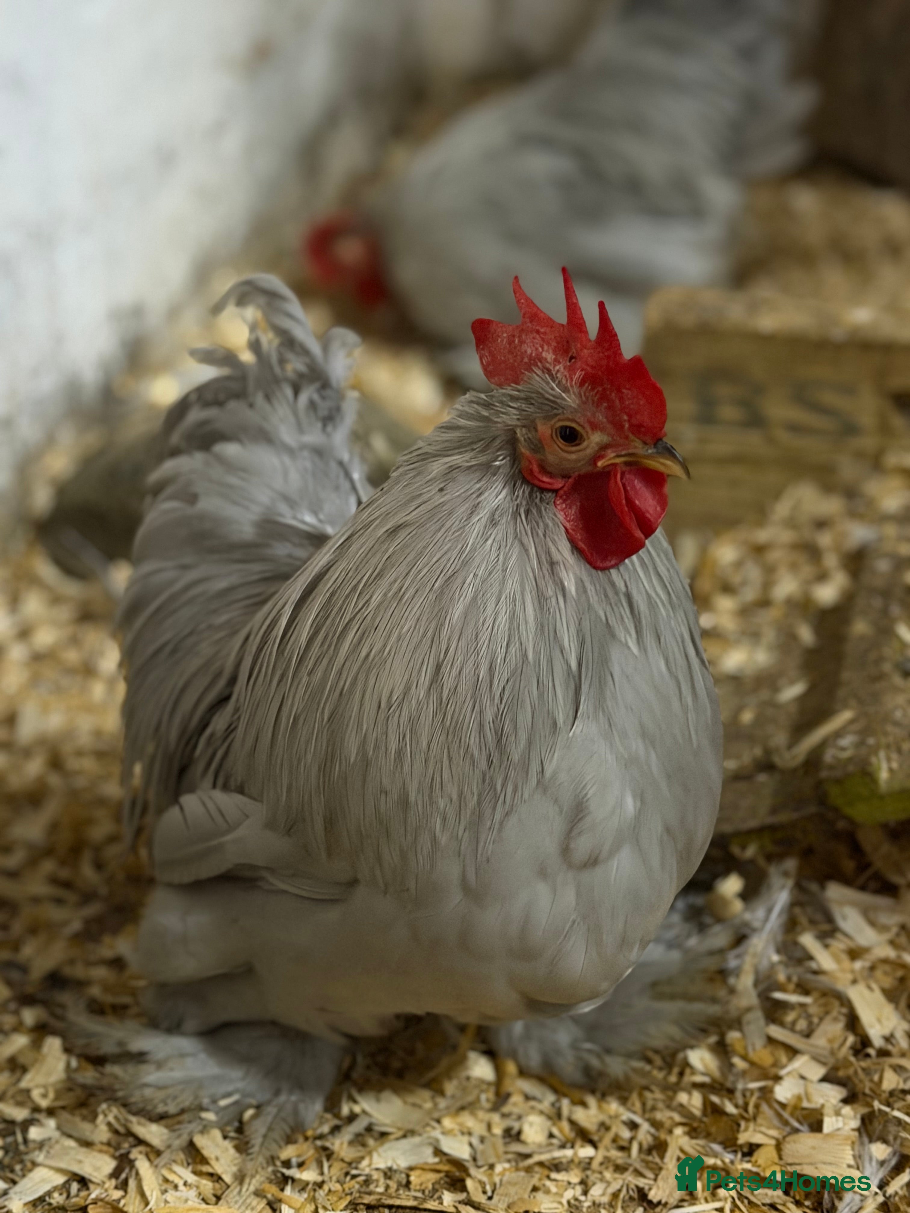 Chickens poultry Lavender pekin cockerels  - Advert 14