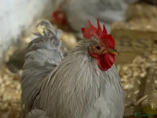 Chickens poultry Lavender pekin cockerels - Advert 14