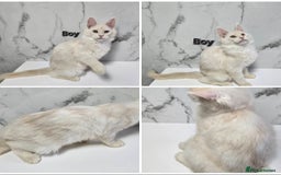 Maine Coon cats for sale: Reduced price- Last 2x Kittes - TICA MaineCoon - Image 1