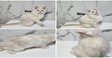 Maine Coon cats - Advert 13