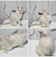 Maine Coon cats - Advert 5