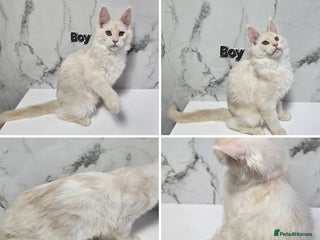 Maine Coon cats - Advert 8