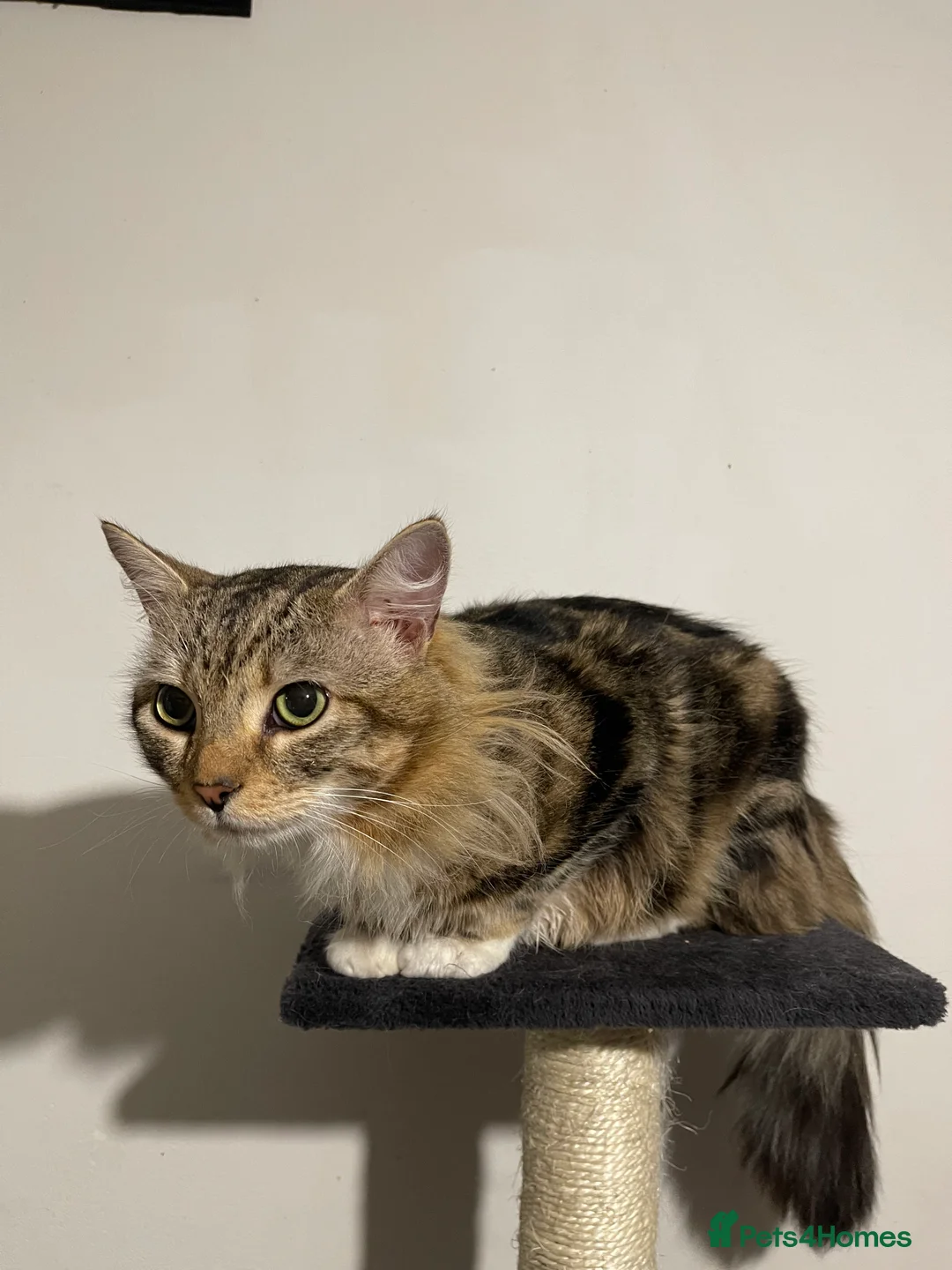 Maine Coon cats for sale: Maine coon x Siberian in Waltham Cross - Advert 10