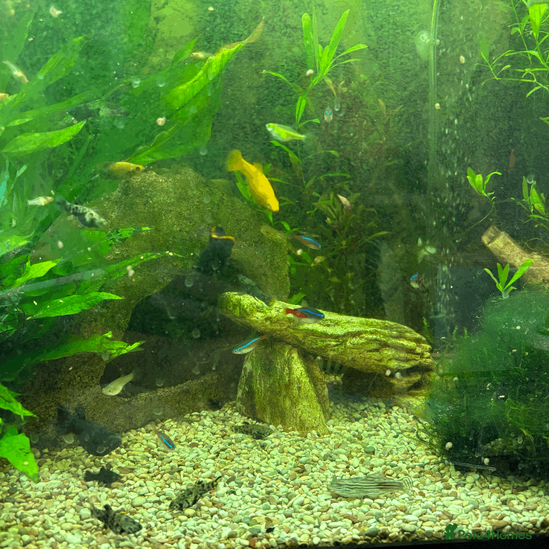 Mollies fish for sale: 🌟Mollies for sale🌟 £2 OR 6 FOR £10! - Image 2