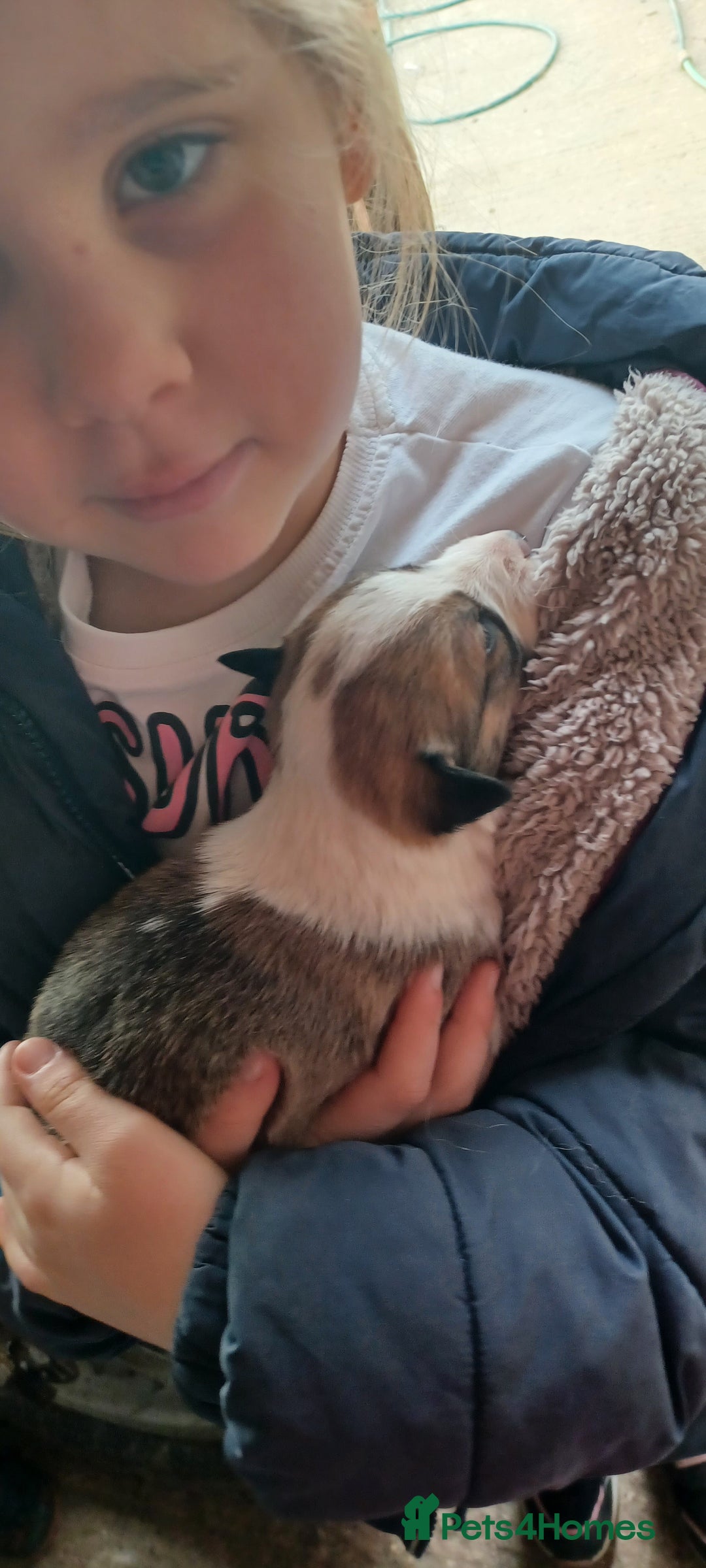 Border Collie dogs for sale: Welsh Sheepdog x Border Collie puppies for sale - Advert 1