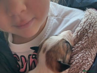 Border Collie dogs Welsh Sheepdog x Border Collie puppies for sale - Advert 13