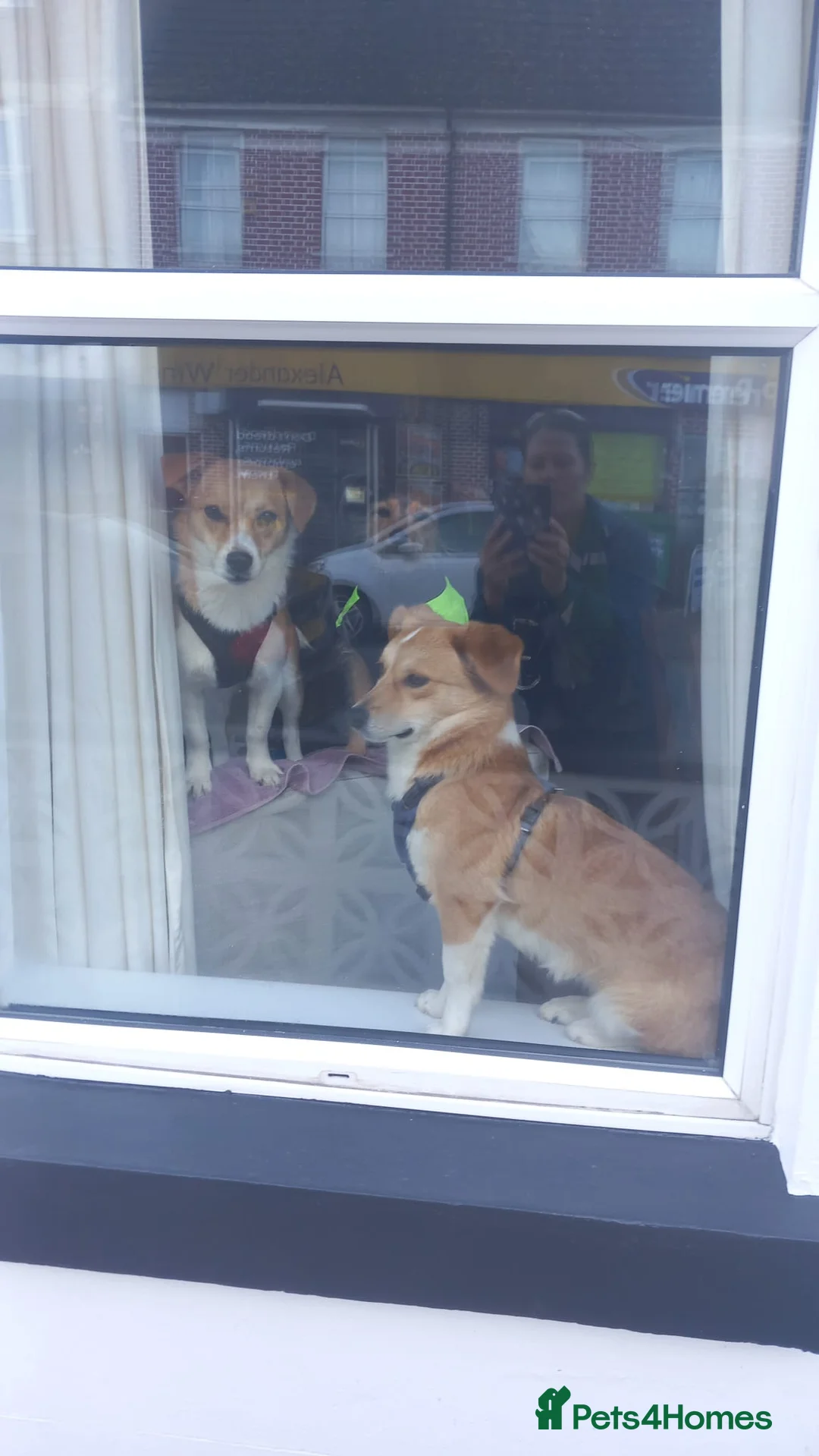 Mixed Breed dogs for adoption: ❤️MEYA & KALLIE❤️-SMALL SISTERS SEEK A KIND HOME - Advert 20