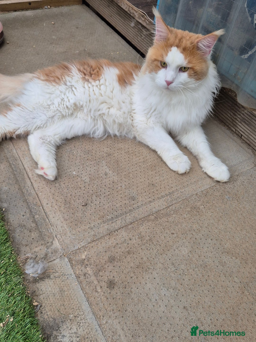 Maine Coon cats for stud: For stud  - Image 1