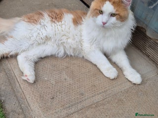 Maine Coon cats - Advert 5