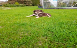 Mixed Breed dogs for sale: 3 female pups Border collie × Kelpie  - Image 6