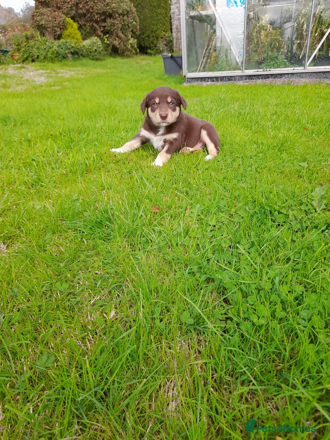 Mixed Breed dogs for sale: 3 female pups Border collie × Kelpie  - Image 6
