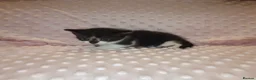 American Shorthair cats for sale: 6 gorgeous mix breed kittens  - Advert 15