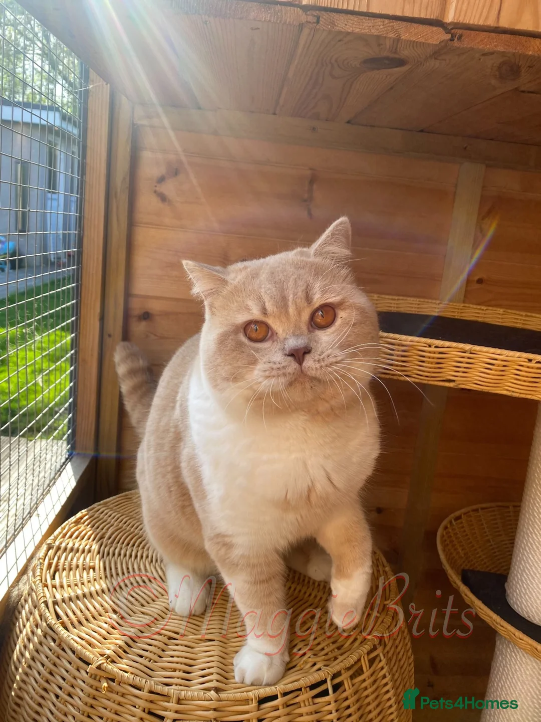 British Shorthair cats for stud: 🏆 Gccf British Shorthair Stud Available! 🏆 - Advert 2