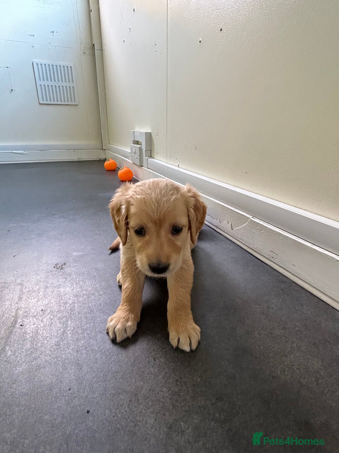 Golden Retriever dogs for sale: Golden retriever puppies for sale  - Image 25
