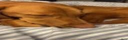 Springador dogs for sale: lovely 2 year old springador male - Advert 9