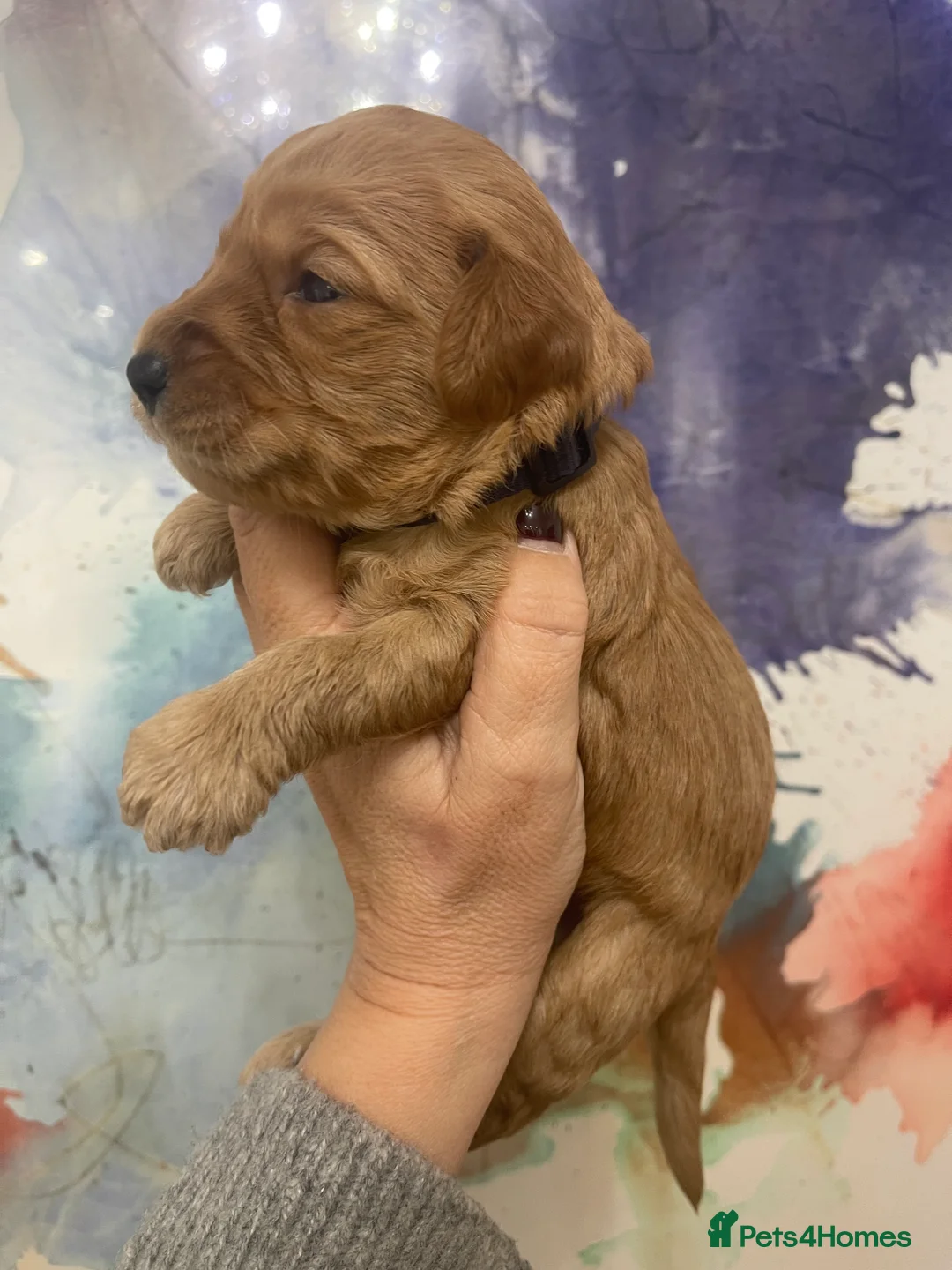 Goldendoodle dogs for sale: Multigenerational Doodles Licensed Tested Boys - Advert 19