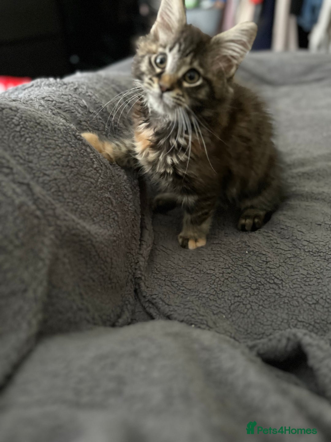 Maine Coon cats for sale: Mainecoon little lady ready for new home - Advert 7