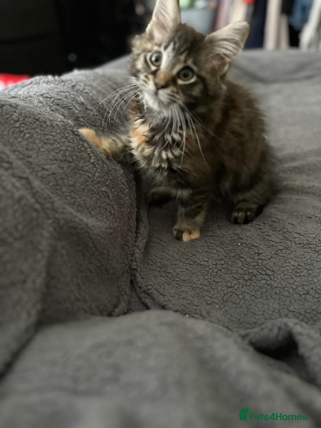 Maine Coon cats for sale: Mainecoon little lady ready for new home - Advert 7