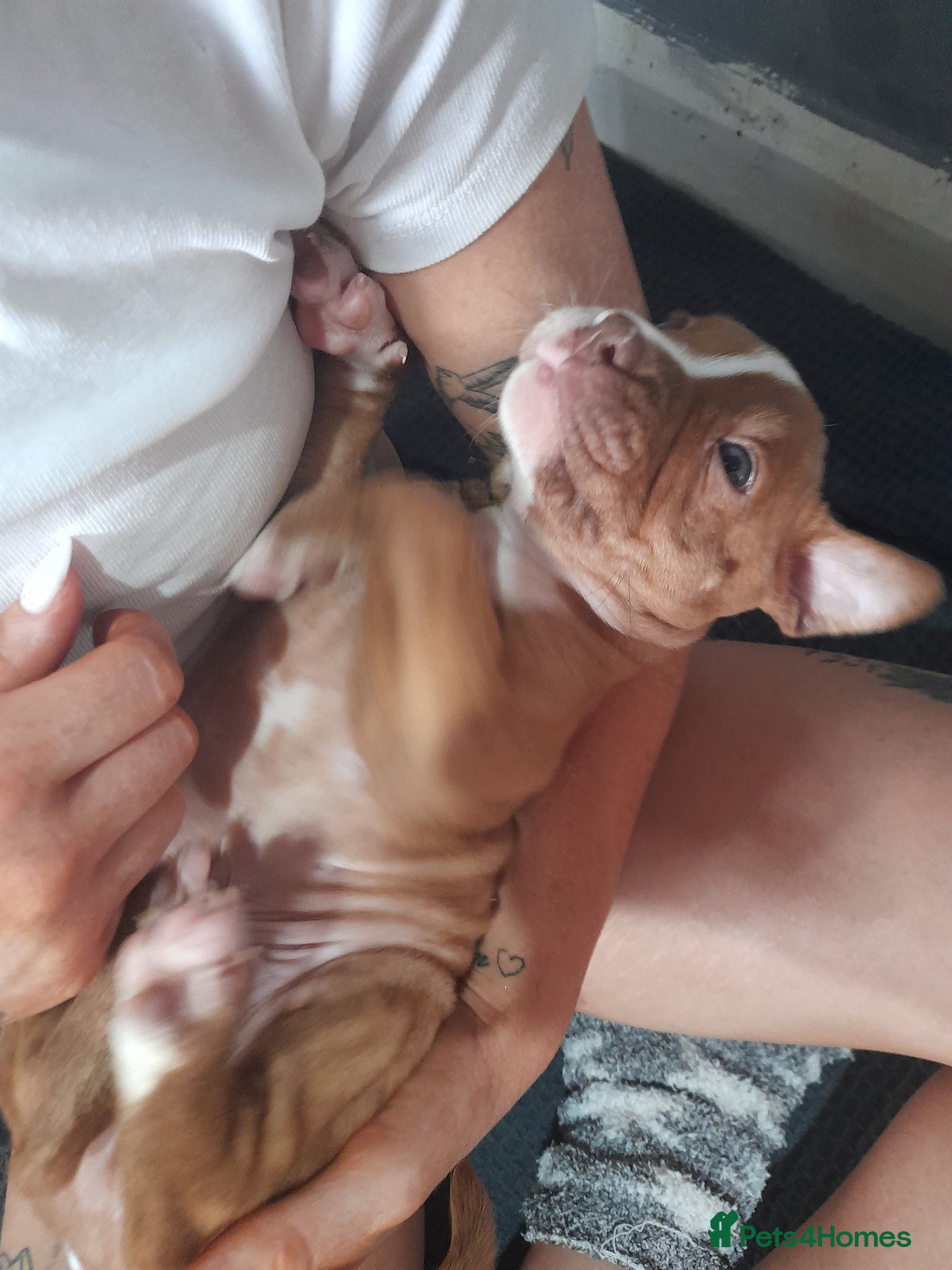 Mixed Breed dogs 11 not 2 alpha blue bulldogs ready to leave soon   - Advert 9
