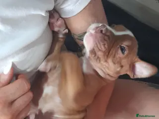 Mixed Breed dogs 11 not 2 alpha blue bulldogs ready to leave soon - Advert 10
