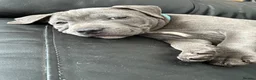 Staffordshire Bull Terrier dogs for sale: Beautiful blue kc reg Staffordshire bull terrier  - Advert 3