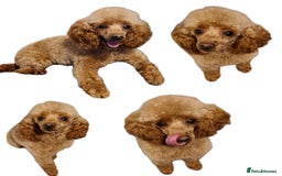Toy Poodle dogs for sale: Beautiful toy poodle - Image 2