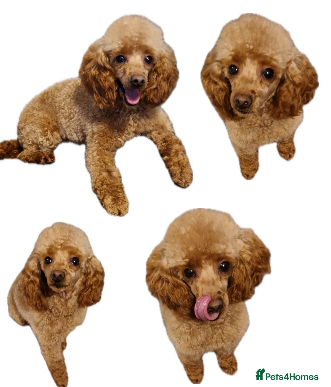 Toy Poodle dogs for sale: Beautiful toy poodle - Image 2