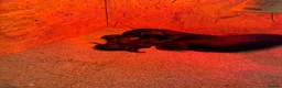 Dachshund dogs for sale: Beautiful KC reg, standard dachshund puppies  - Advert 15
