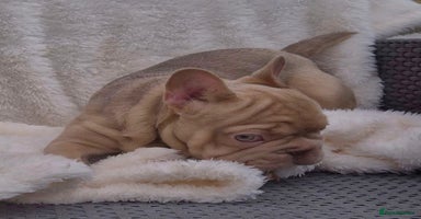 French Bulldog dogs in Slough - Advert 2