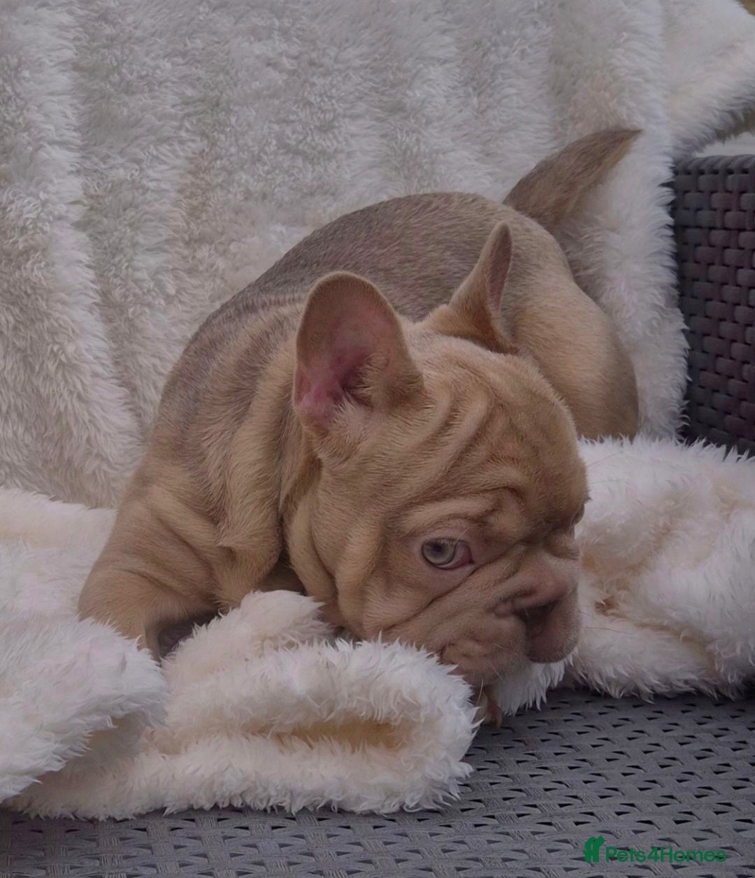 French Bulldog dogs for sale: Last Girl Left - Reduced in Slough - Image 3