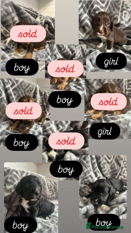 Cocker Spaniel dogs Cocker Spaniel Puppies *For Sale* - Advert 2