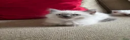 Ragdoll cats for sale: Beautiful Pure Ragdoll kittens - Advert 35