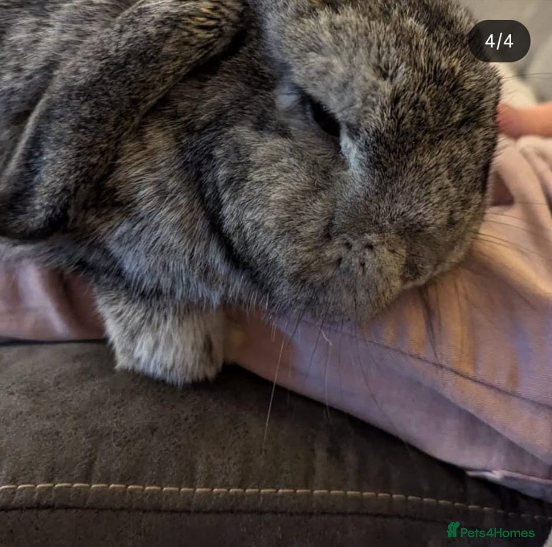 Mixed Breed rabbits for sale: Doc and luna  - Advert 5