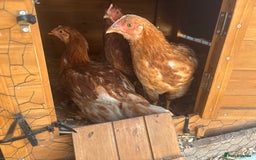 Chickens poultry for sale: 10 Female chickens with extras  - Image 6