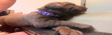 Labrador choclate male Rudolf