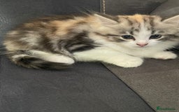 Mixed Breed cats for sale: Stunning long haired kittens  - Image 9