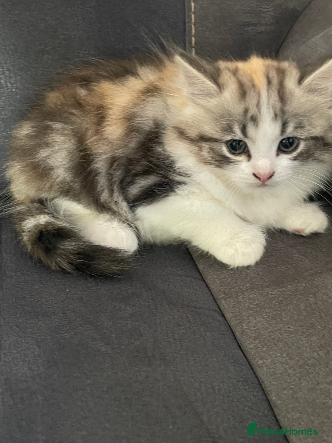 Mixed Breed cats for sale: Stunning long haired kittens  - Image 9