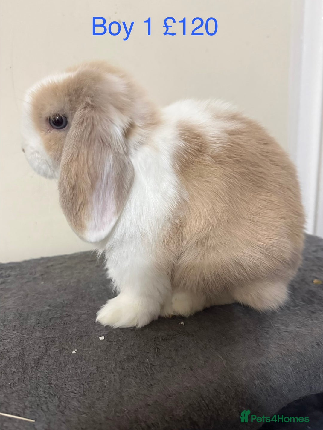 Mini Lop rabbits for sale: Beautiful Mini Lops - Advert 3